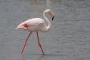 09-3566 Greater Flamingo Phoenicopterus ruber Camargue France